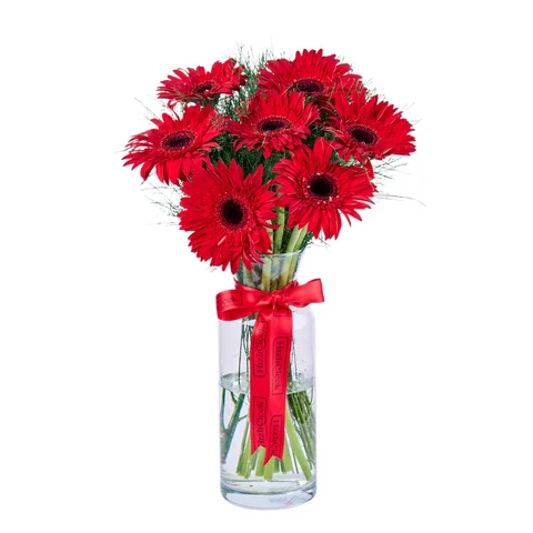 Vazoda Kırmızı Gerbera
