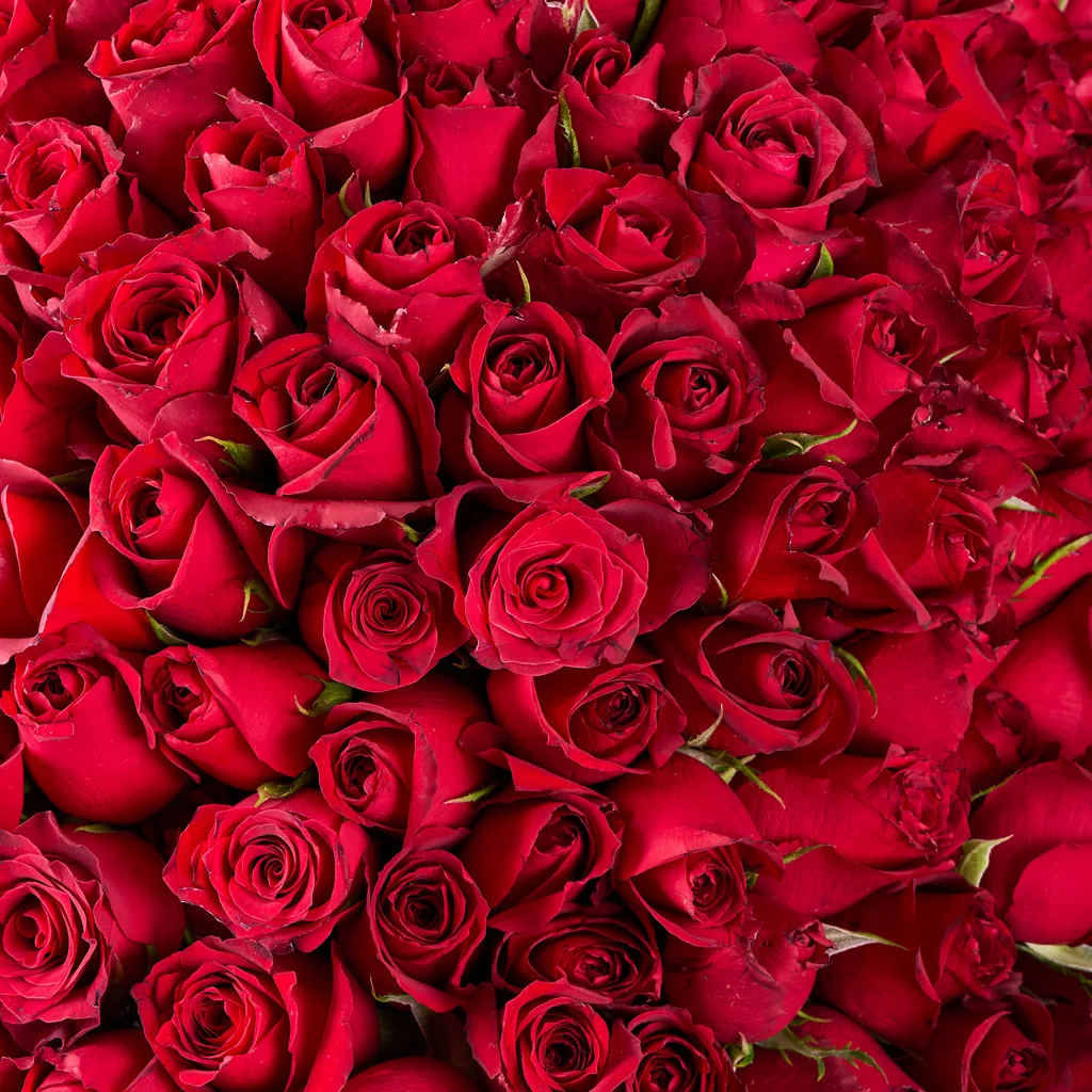 301 Kırmızı Gül - 4