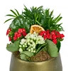 Deep Forest Kalanchoe - 3