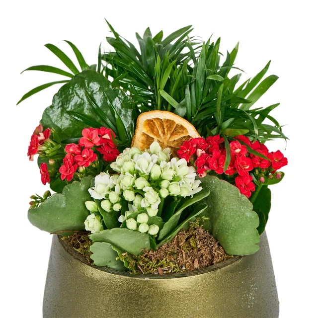 Deep Forest Kalanchoe - 3