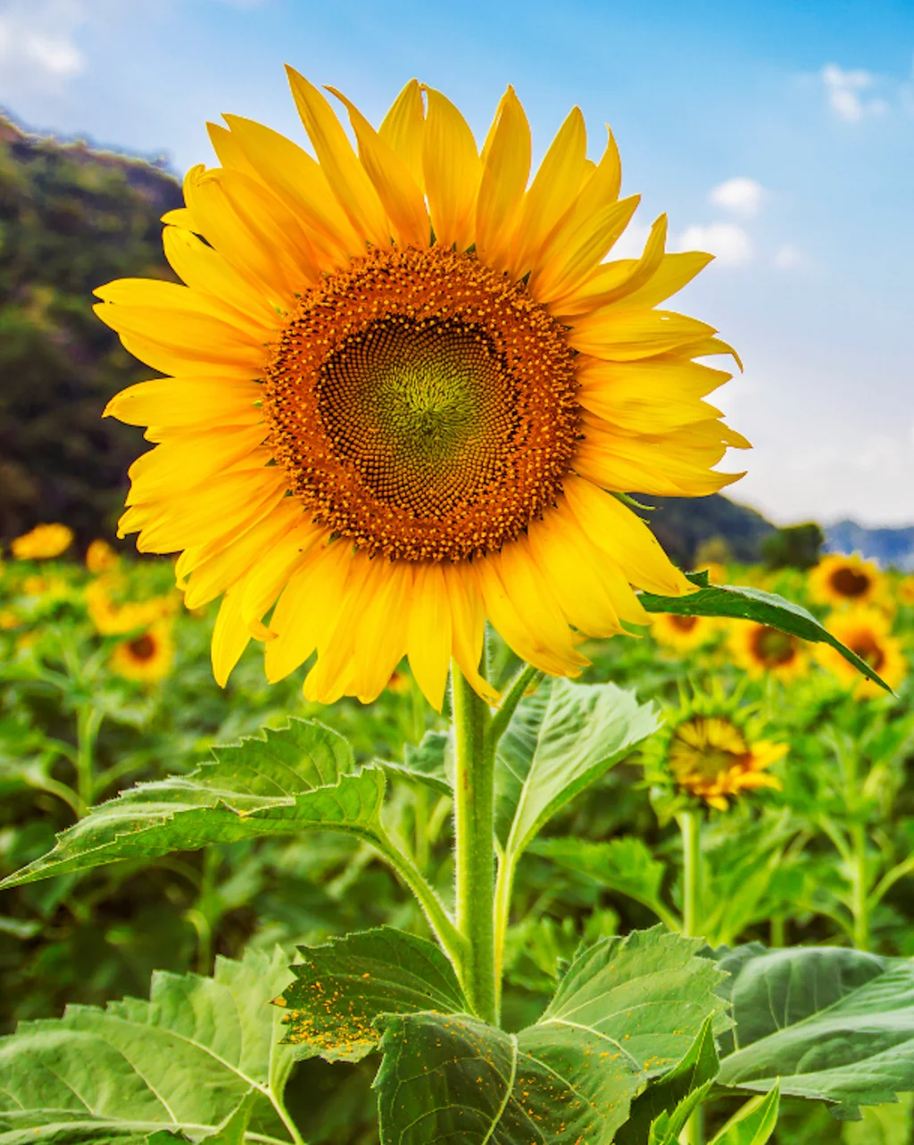 Ayçiçeğinin Anlamı ve Özellikleri