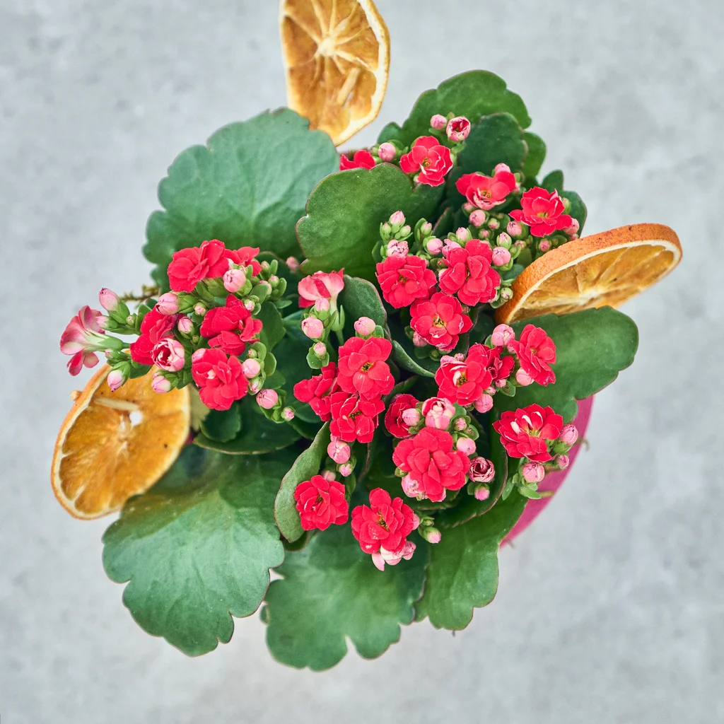 Red Dream Kalanchoe - 4