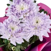 Saksıda Purple Kasımpatı - 3