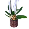 Diamond White Orkide - 3