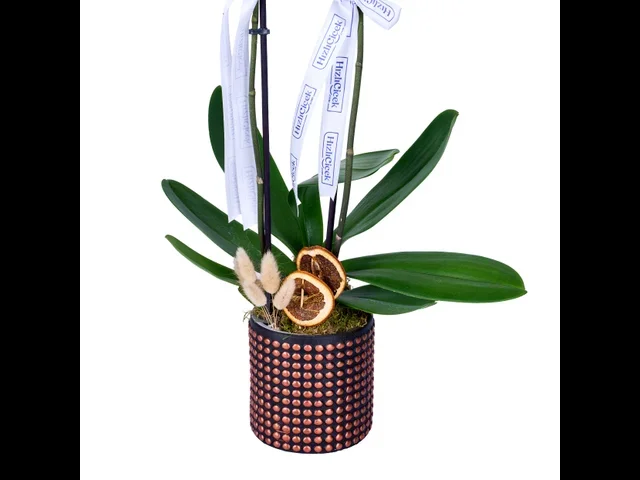 Diamond White Orkide - 3