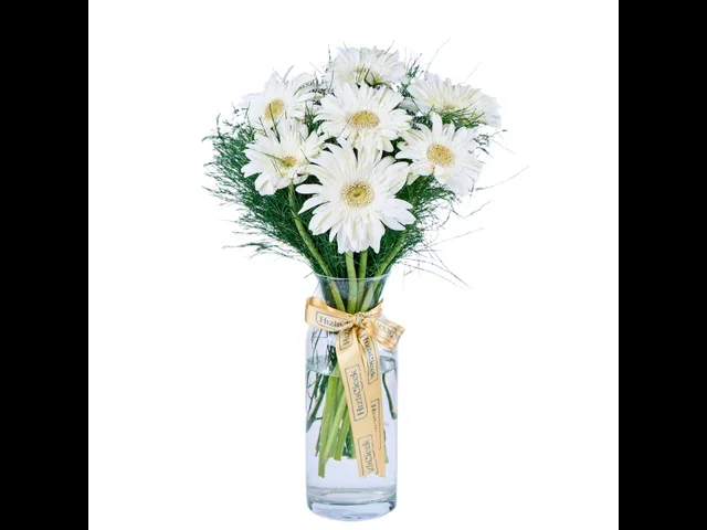 Vazoda Beyaz Gerbera