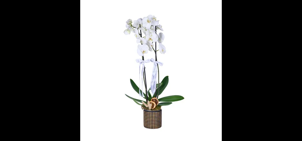 Golden White Orkide