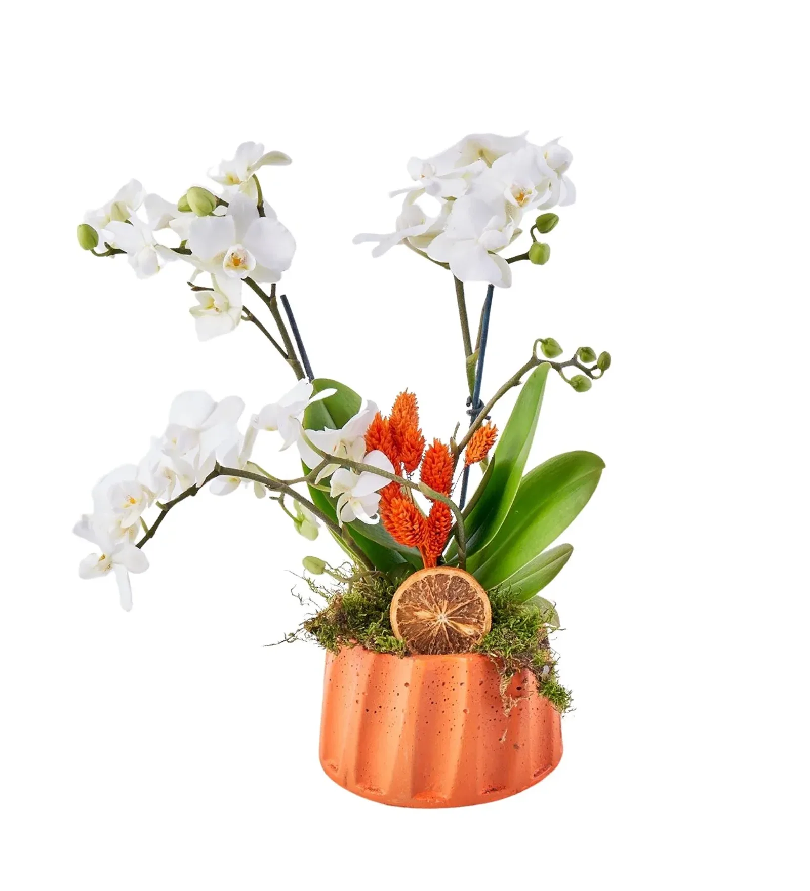 Orange Mini Beyaz Orkide