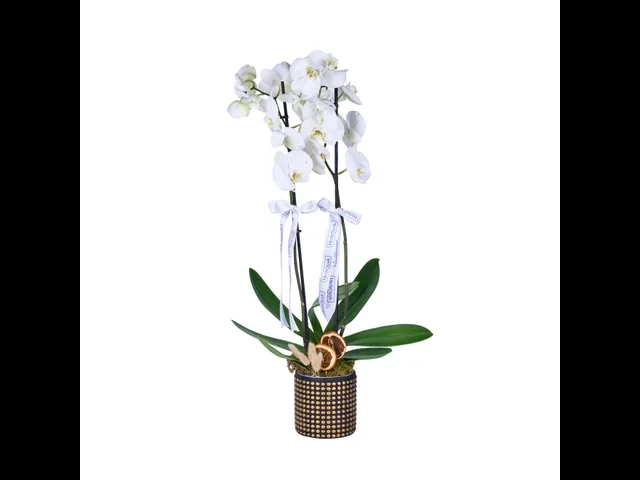 Golden White Orkide