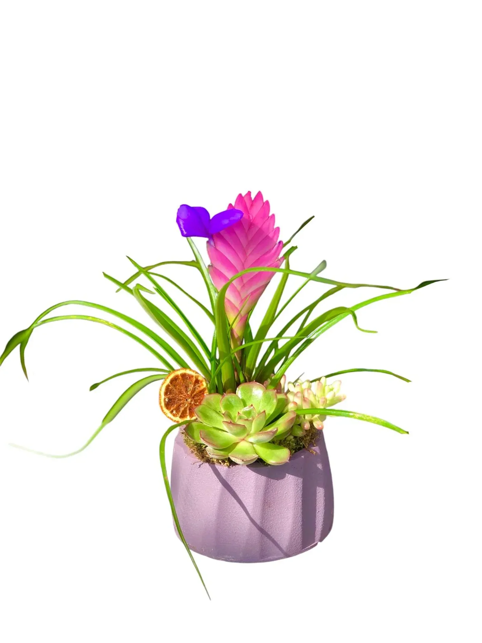 Purple Botanical