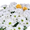 My White Papatya - 2