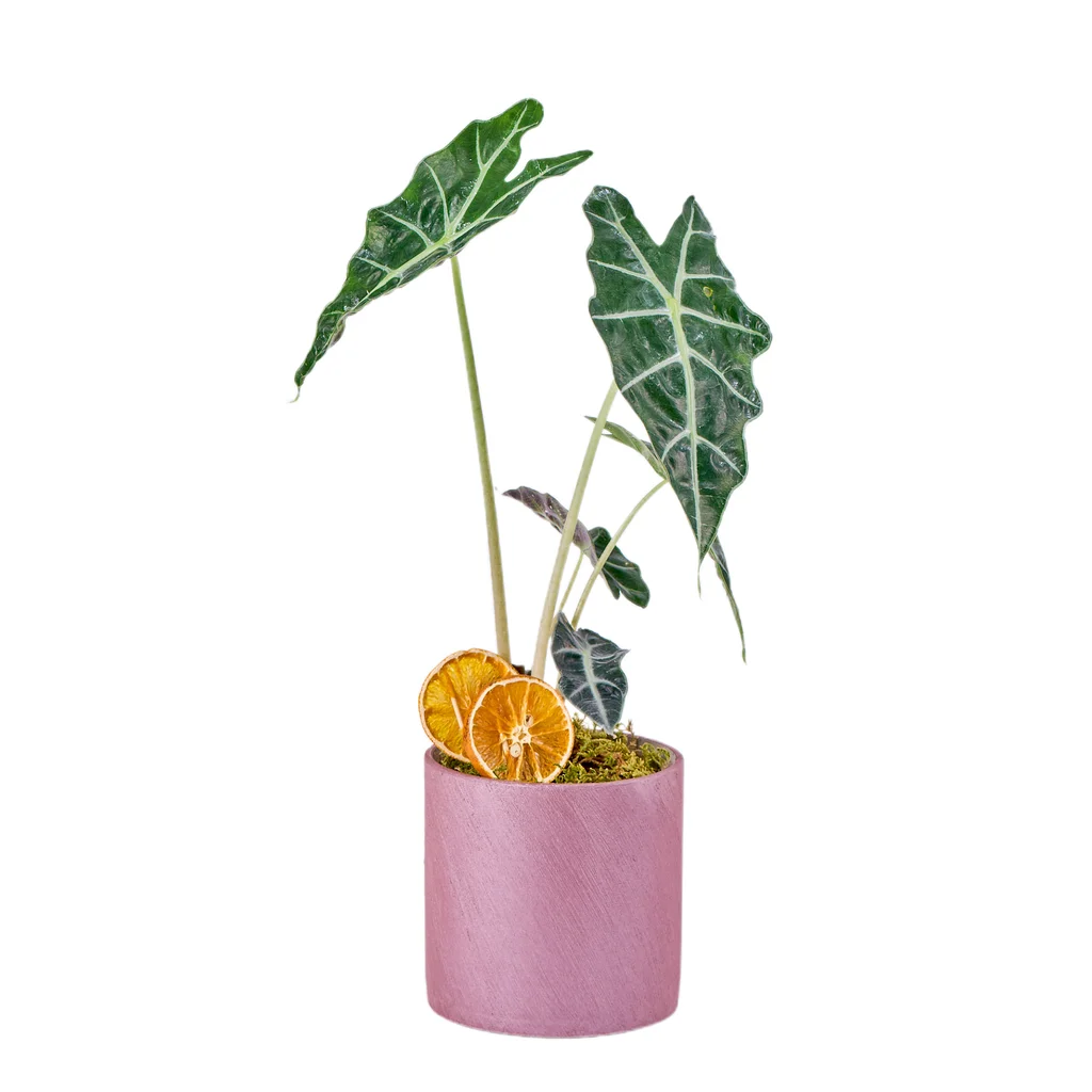 Saksıda Fil Kulağı Bitkisi