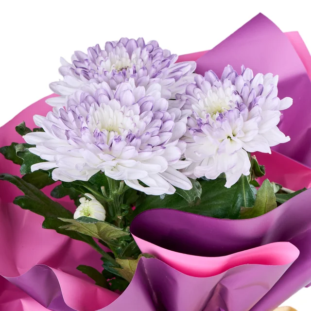 Saksıda Purple Kasımpatı - 2