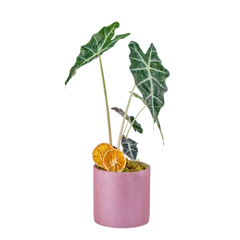 Saksıda Fil Kulağı Bitkisi