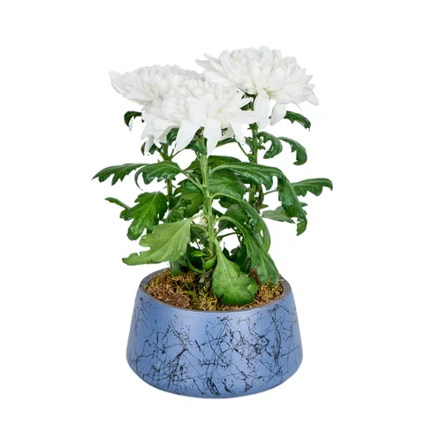 Winter Snow Kasımpatı