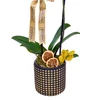Lemon Gold Orkide - 3