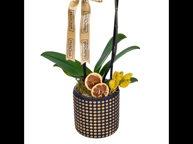 Lemon Gold Orkide - 3