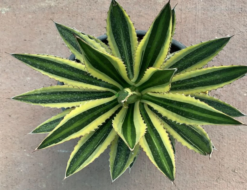 Agave Bitkisi Nedir? Dayanıklı ve Estetik Bir Bitki 