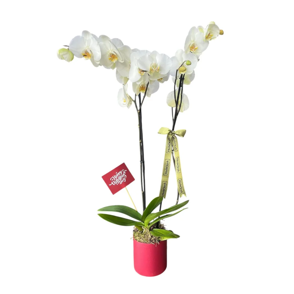 Sevgililer Günü 2 Dallı Beyaz Orkide