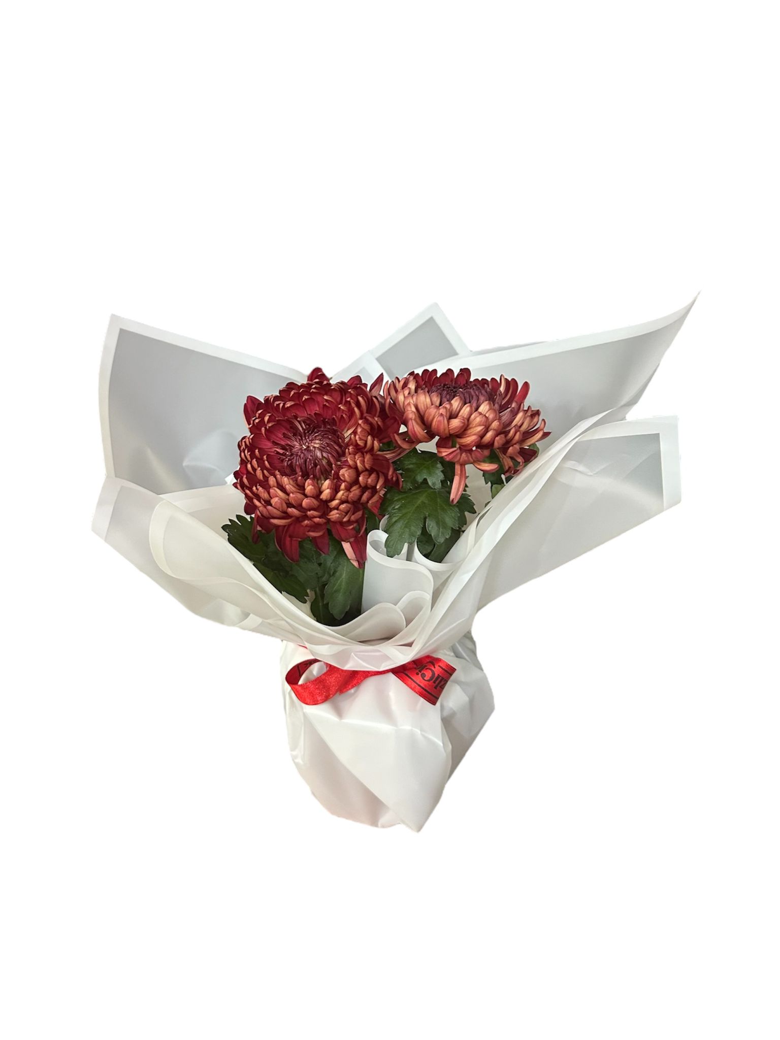 Saksıda Bordo Kasımpatı - 6