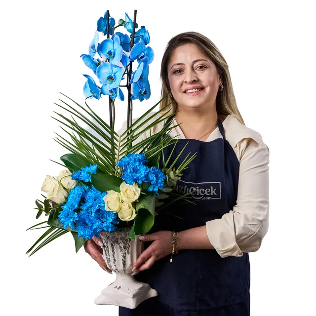 Blue Harmony Orkide