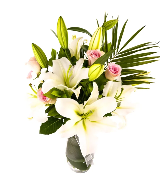 Royal White Lilyum - 2