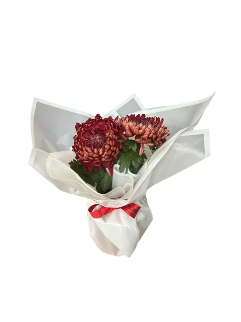 Saksıda Bordo Kasımpatı