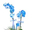 Blue Royale Orkide - 3