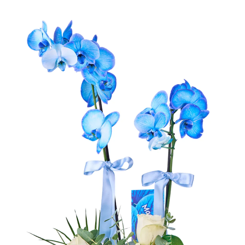 Blue Royale Orkide - 4