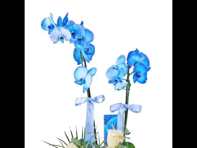 Blue Royale Orkide - 3