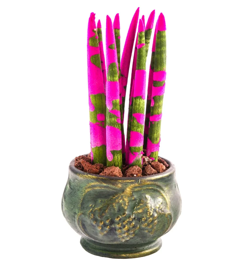 Green Elegance: Pembe Sanseveria