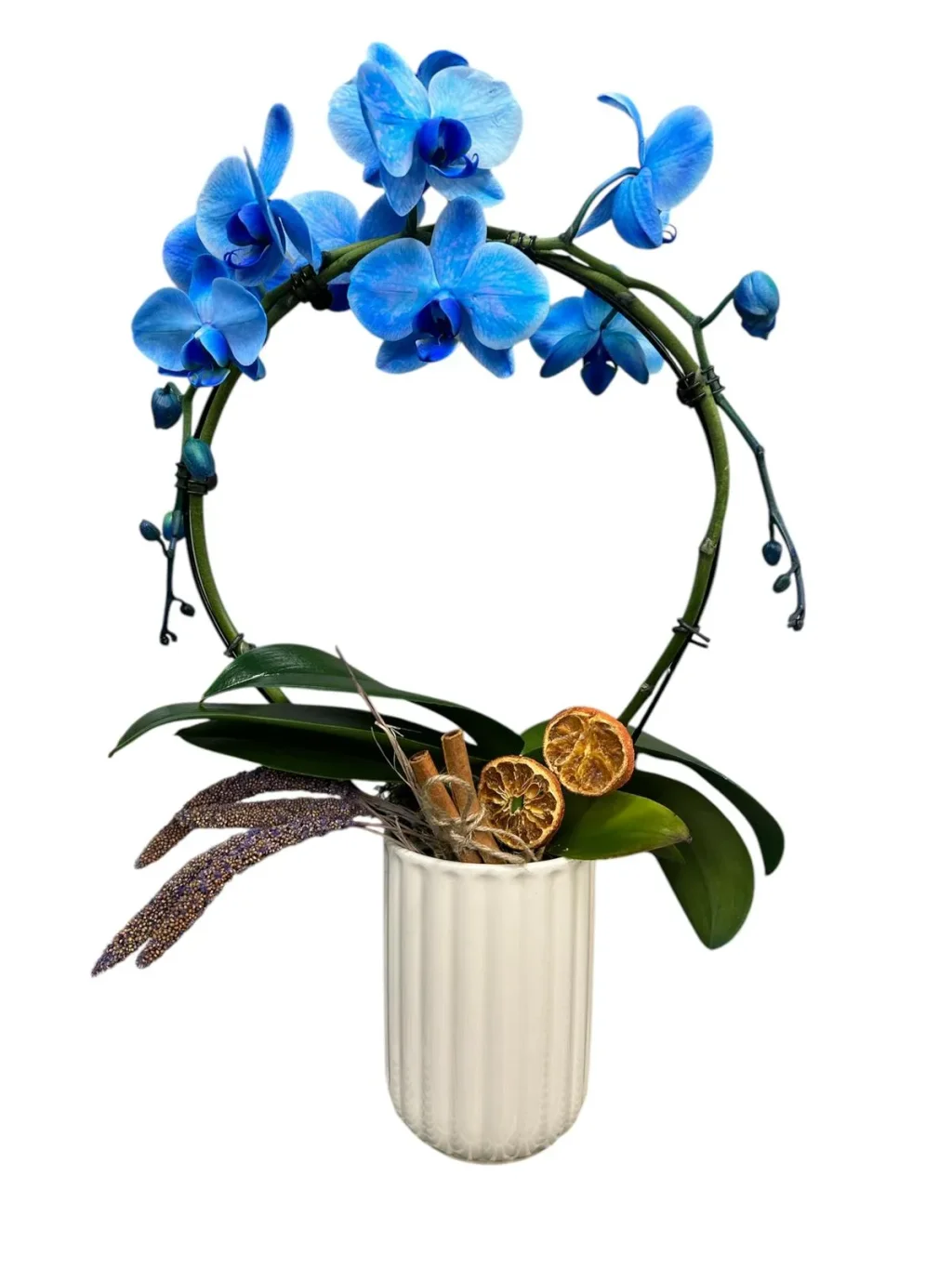 Mavi Çember Orkide