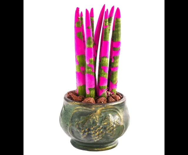 Green Elegance: Pembe Sanseveria