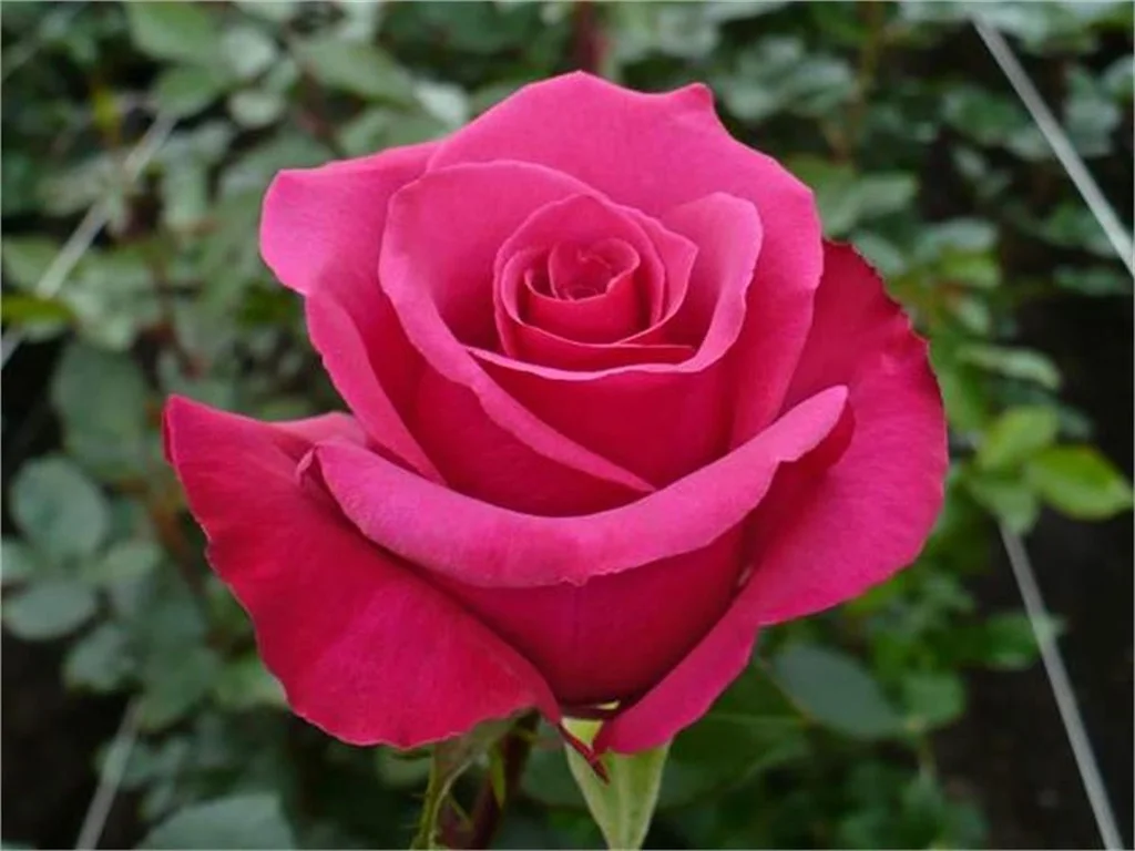 Pembe Gül Anlamı Nedir? Aşk, Zarafet ve Anlamları