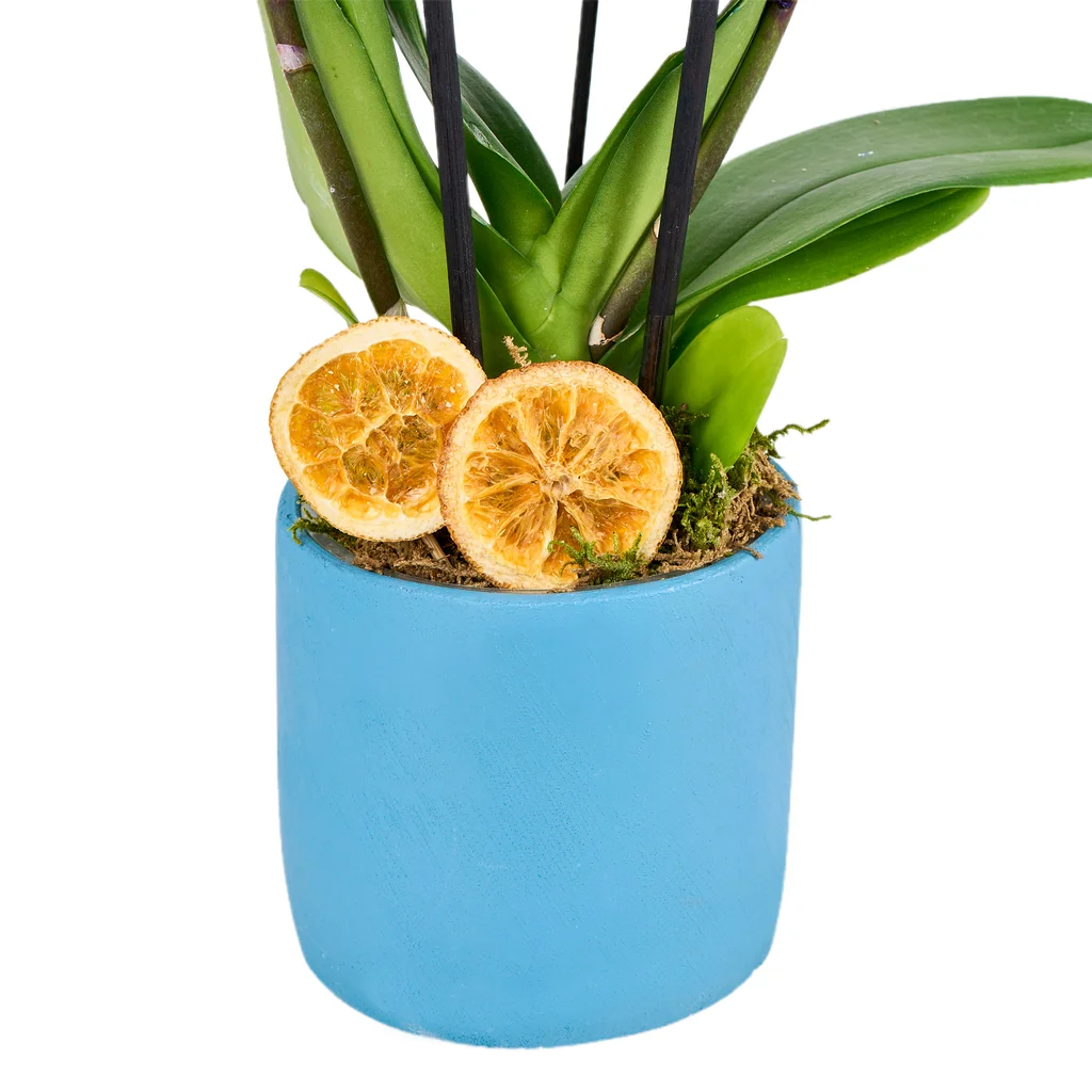 Double Bubble Gum Orkide - 3