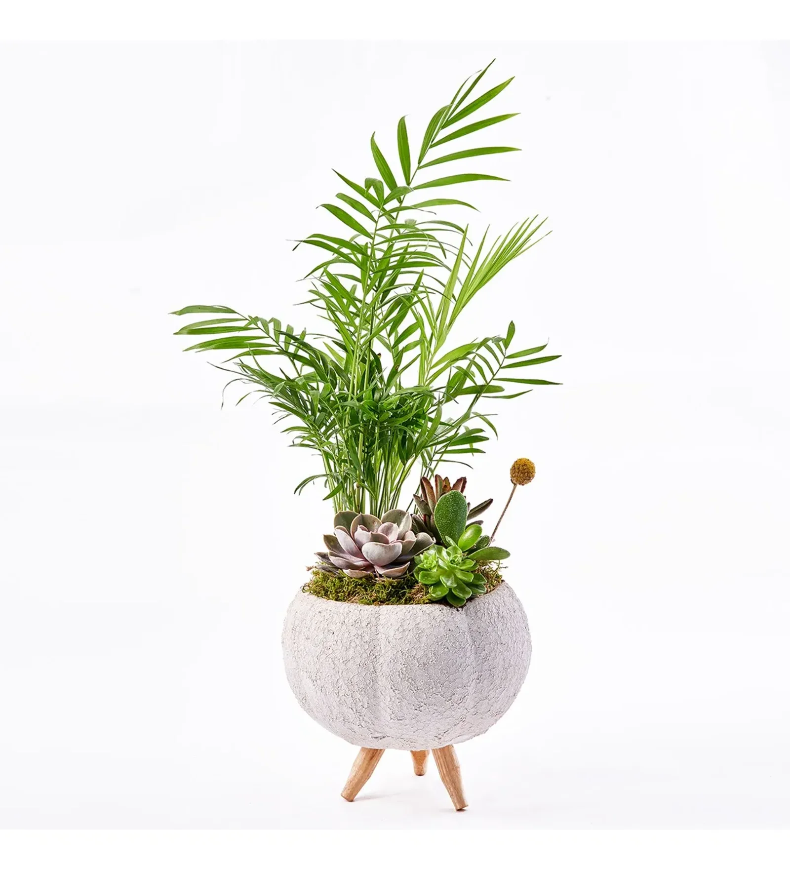 Lux Green Garden