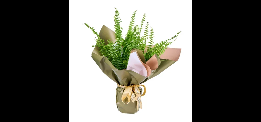 Aşk Merdiveni (Fujer)