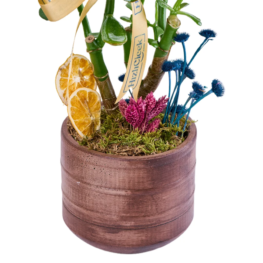 Saksılı Şans Çiçeği (Crassula) - 3