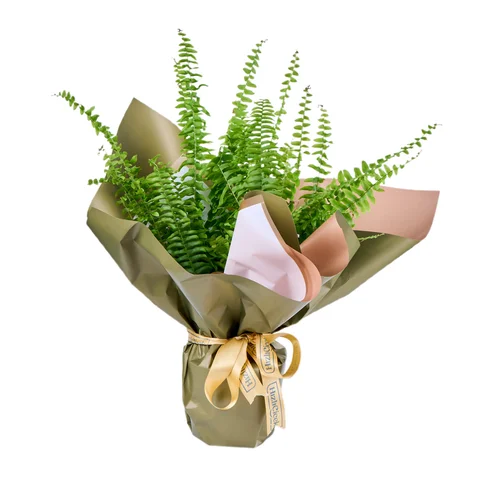 Aşk Merdiveni (Fujer)