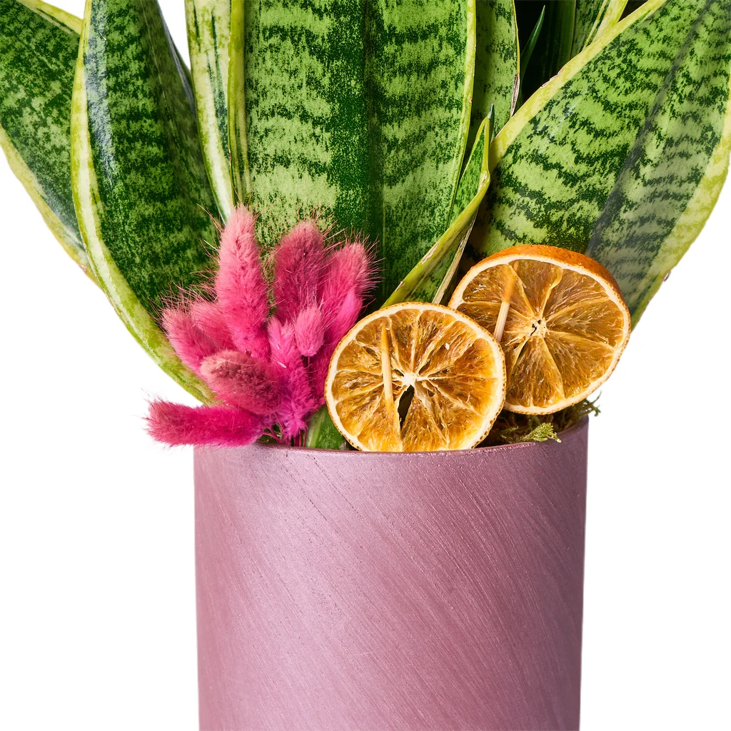 Paşa Kılıcı Çiçeği - 4