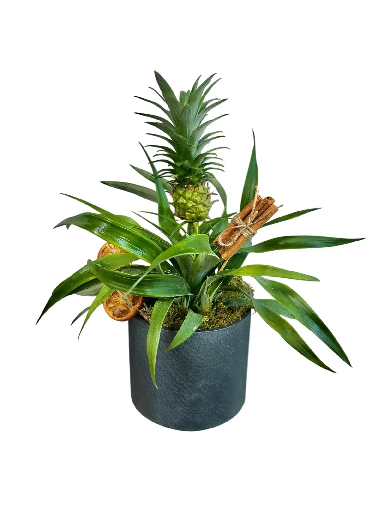 Saksılı Tropikal Ananas