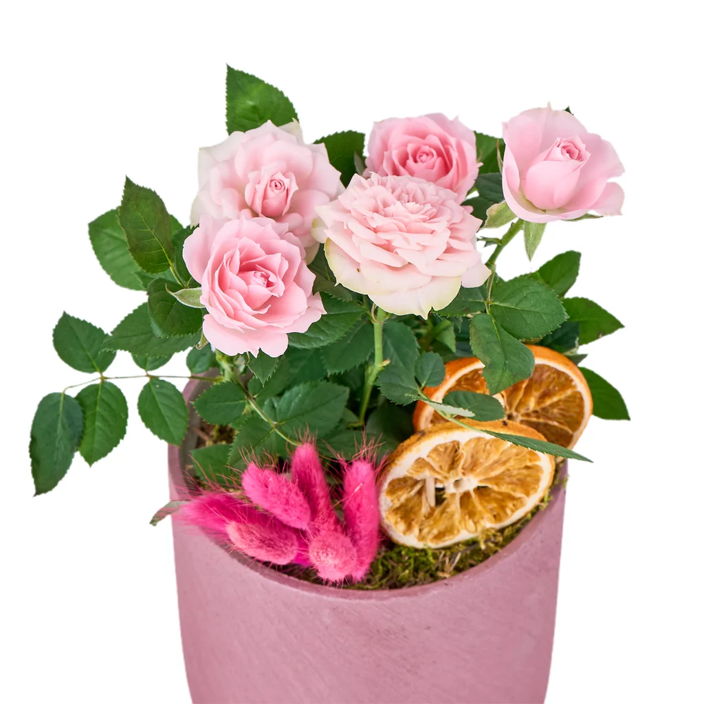 Saksılı Pembe Gül Fidanı - 2