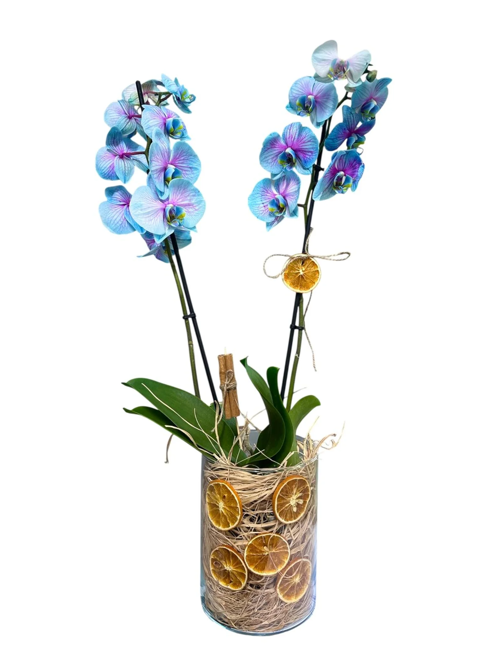 Double Lagoon Spark Orkide