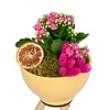 Vazoda Pembe Kalanchoe - 2