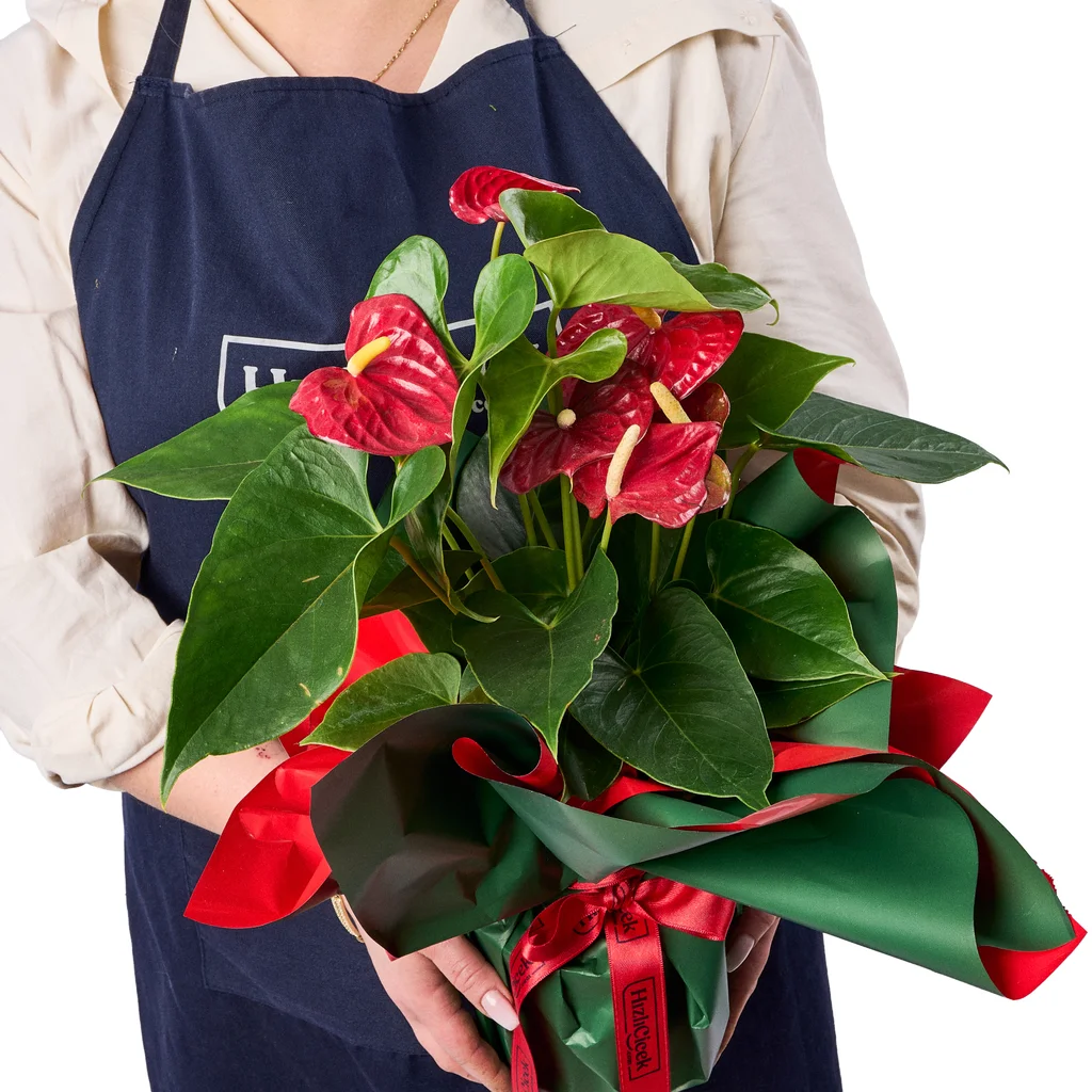 Kırmızı Antoryum - 3