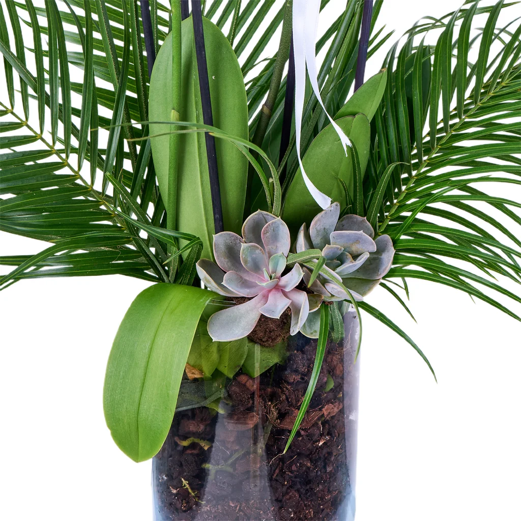 Premium 4 Dallı Beyaz Orkide - 4