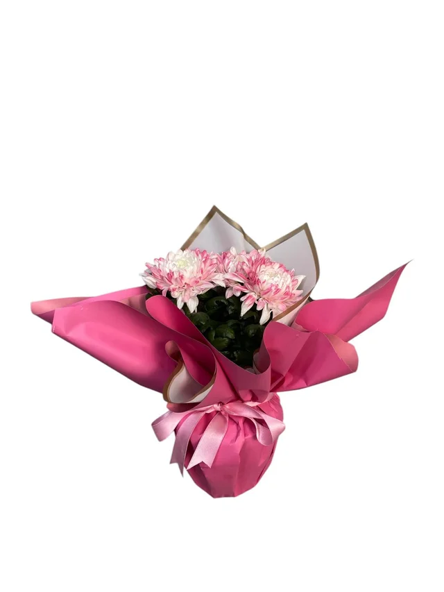 Saksıda Pink Kasımpatı - 2