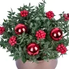 Bronze Berry - 2