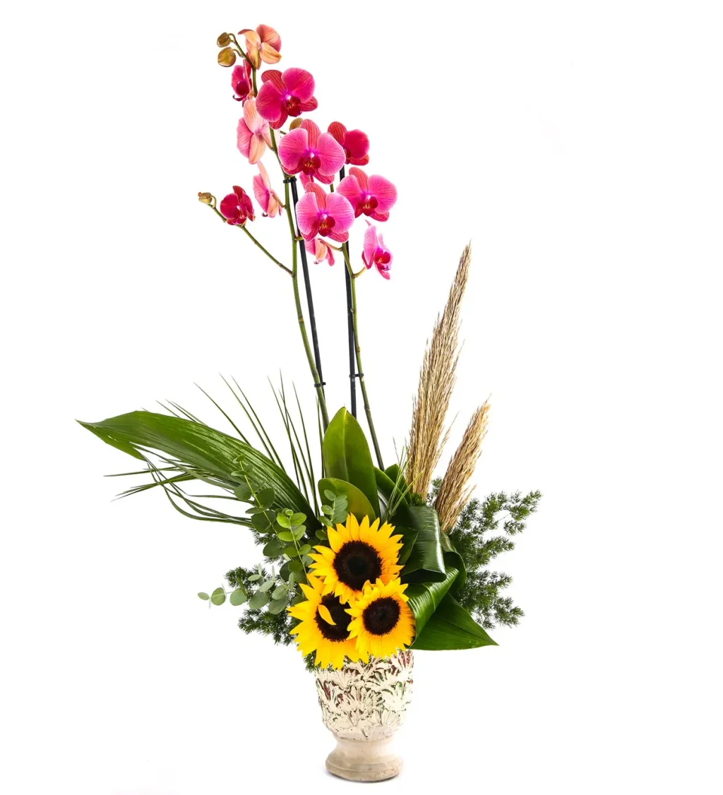 Double Sunrise Orkide