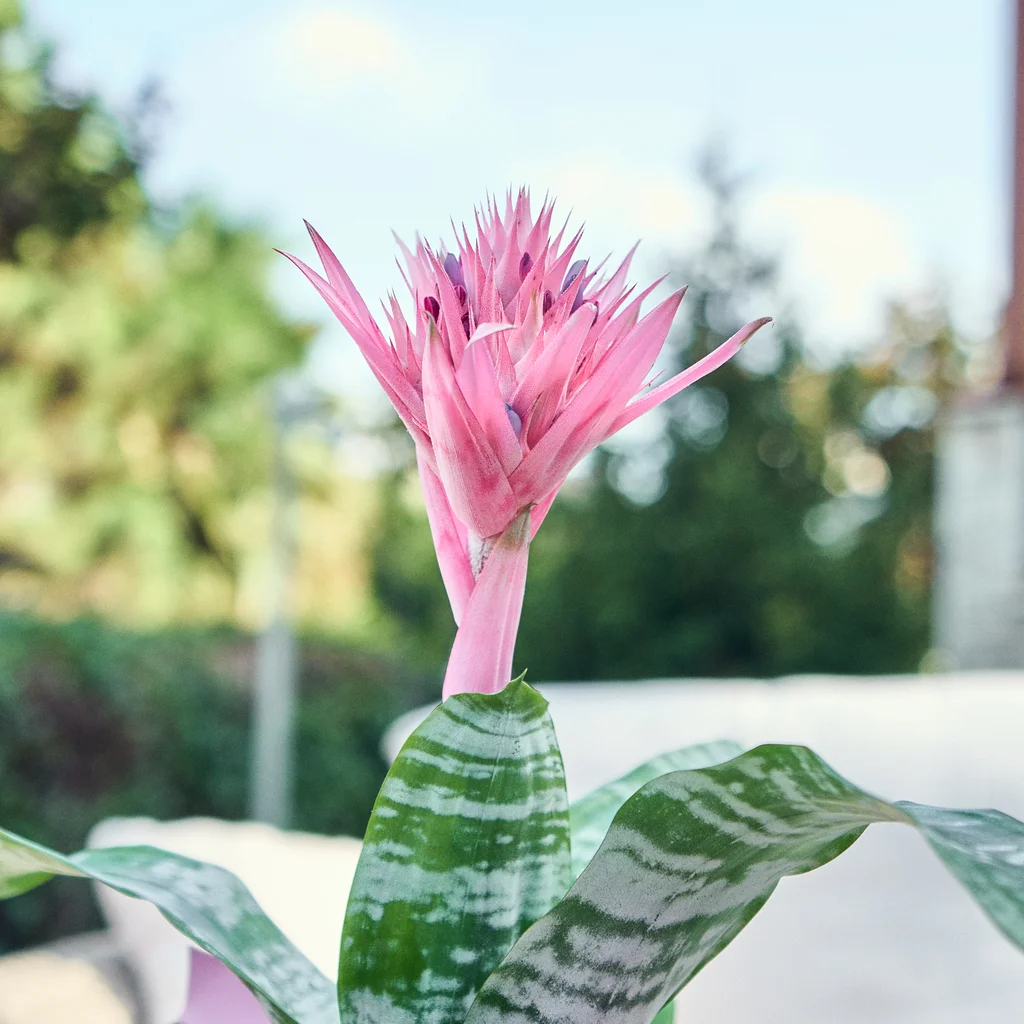 Kupa Çiçeği (Eşmeya) - 3